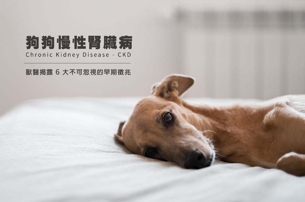 狗狗慢性腎臟病(CKD)警訊全解析：獸醫揭露6大不可忽視的早期徵兆