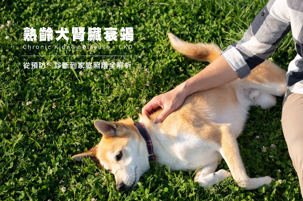 熟齡犬腎臟衰竭照護全解析｜從預防、診斷到家庭照護 - 圖片