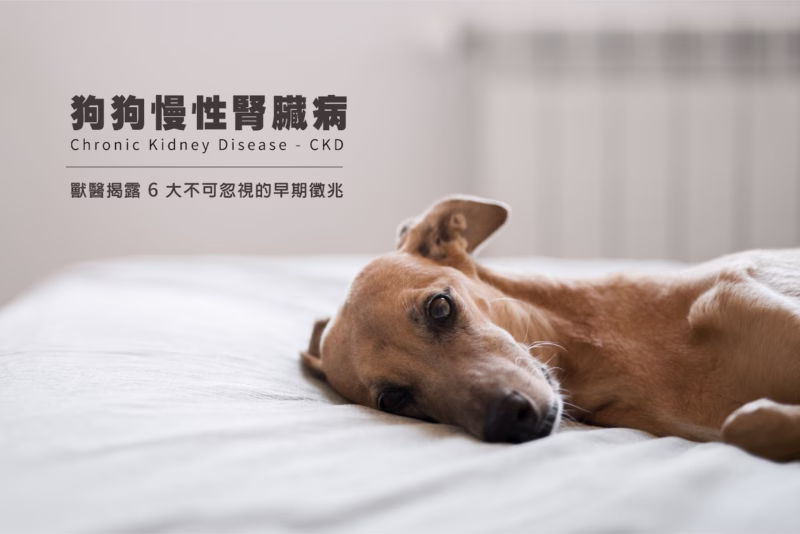 狗狗慢性腎臟病(CKD)警訊全解析：獸醫揭露6大不可忽視的早期徵兆
