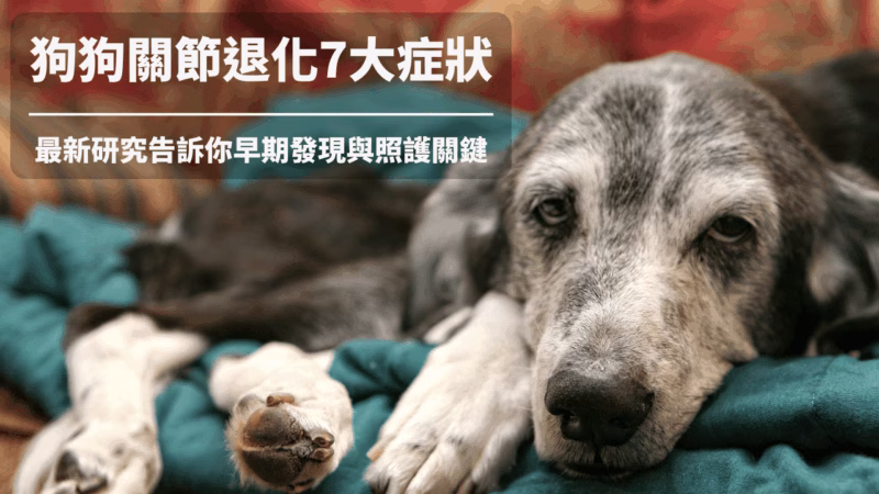狗狗關節退化7大症狀！最新研究告訴你早期發現與照護關鍵