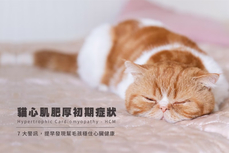 貓心肌肥厚初期症狀 7 大警訊｜提早發現幫毛孩穩住心臟健康 封面圖