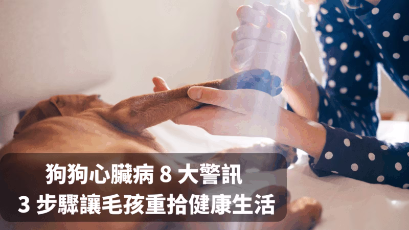 狗狗心臟病怎麼判斷？8 大警訊、3 步驟照護，讓毛孩重拾健康生活