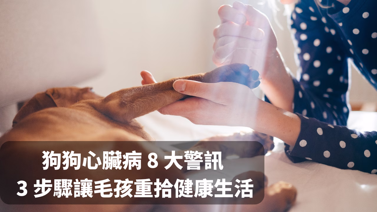 狗狗心臟病怎麼判斷？8 大警訊、3 步驟照護，讓毛孩重拾健康生活