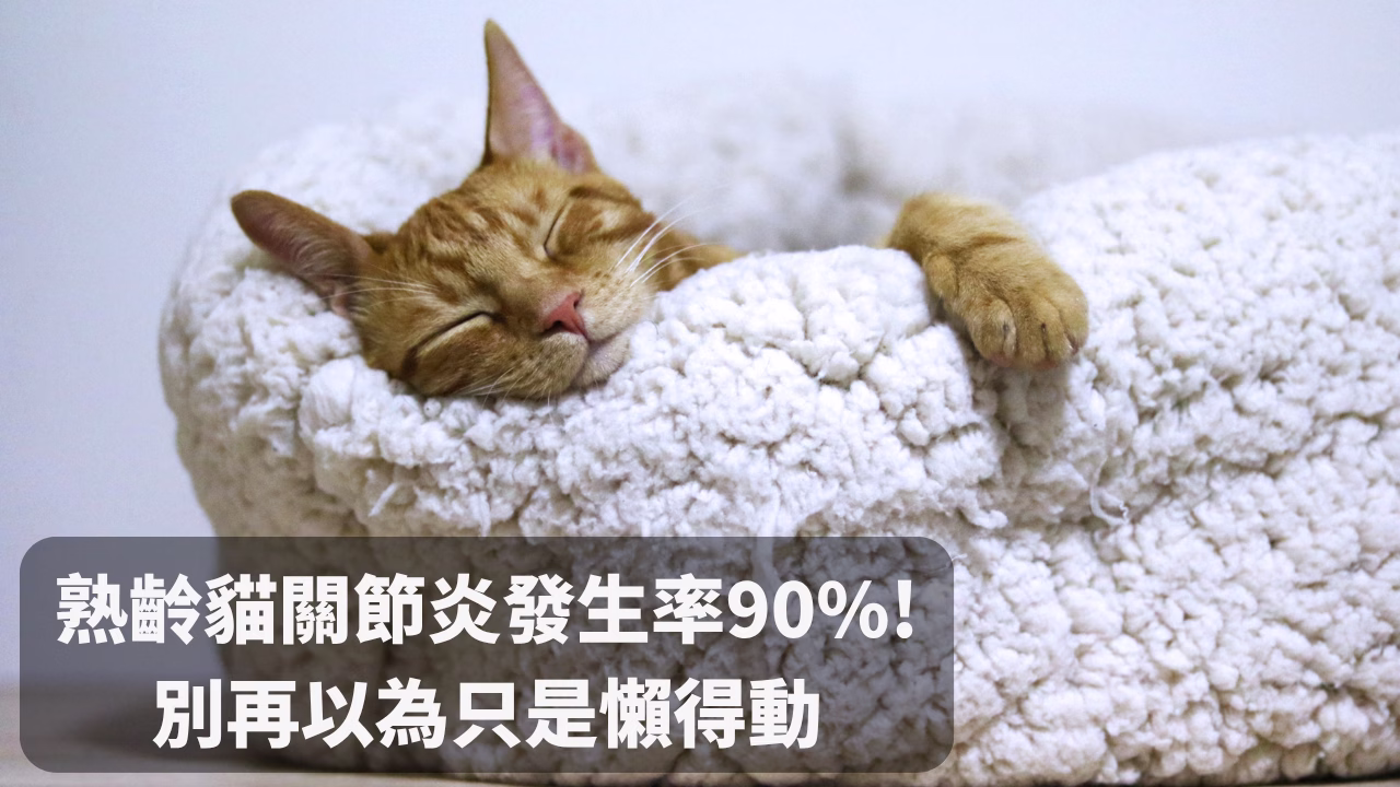 熟齡貓關節炎發生率高達90%！別再以為只是老了懶得動