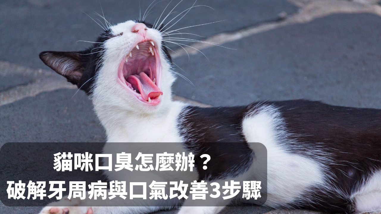 貓咪張嘴，顯示口腔問題