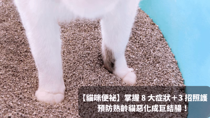 【貓咪便祕怎麼辦】掌握 8 大症狀＋3 招照護，預防熟齡貓惡化成巨結腸！封面