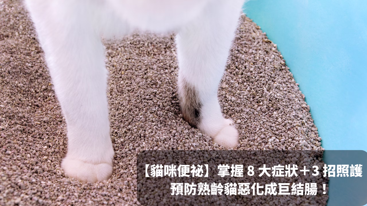 【貓咪便祕怎麼辦】掌握 8 大症狀＋3 招照護，預防熟齡貓惡化成巨結腸！封面