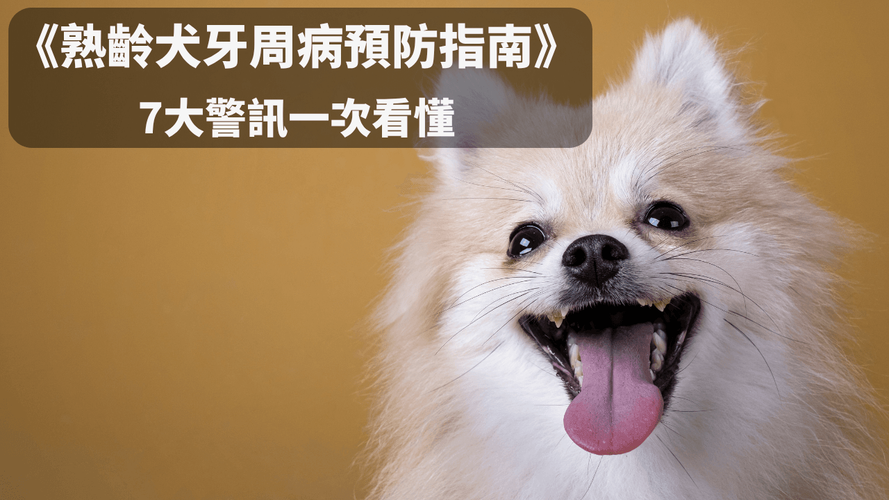 《熟齡犬牙周病預防與照護指南》：狗狗口臭、挑食可能是牙周病！7大警訊一次看懂 （封面圖）
