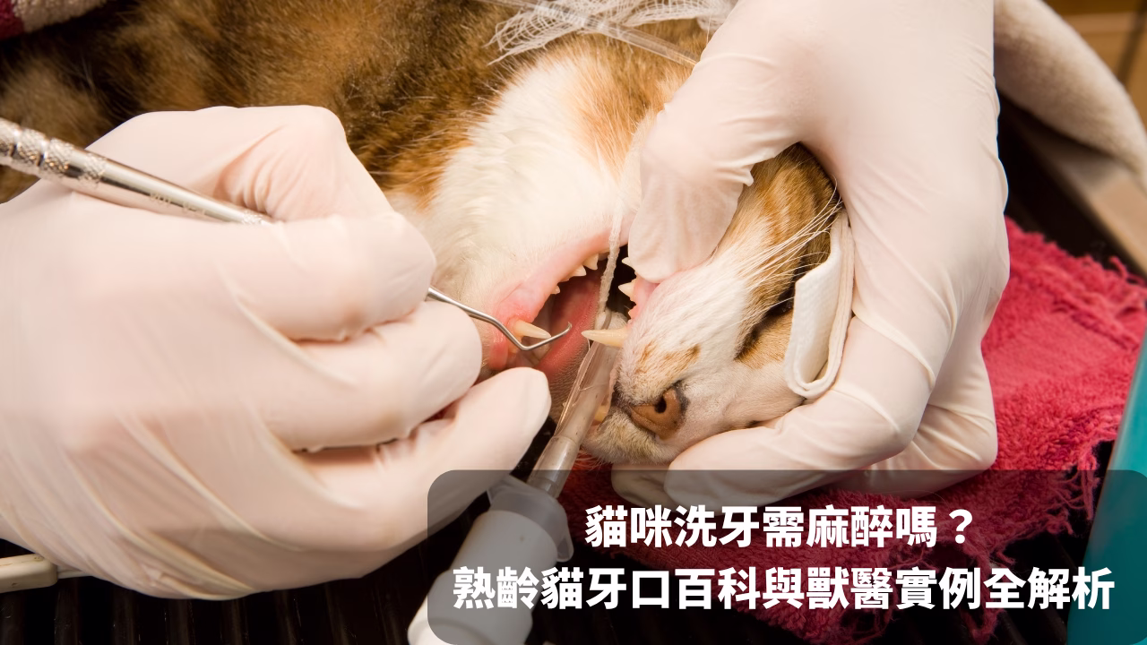 貓咪洗牙一定要麻醉嗎？3大關鍵原因與獸醫實例解析一次帶你看 封面