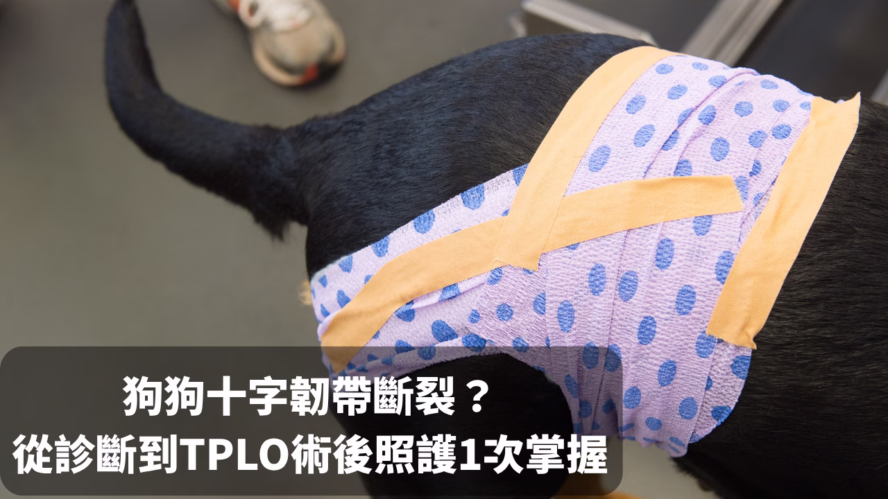TPLO手術完整指南：狗狗十字韌帶斷裂怎麼辦？從診斷到術後照護一次掌握 封面