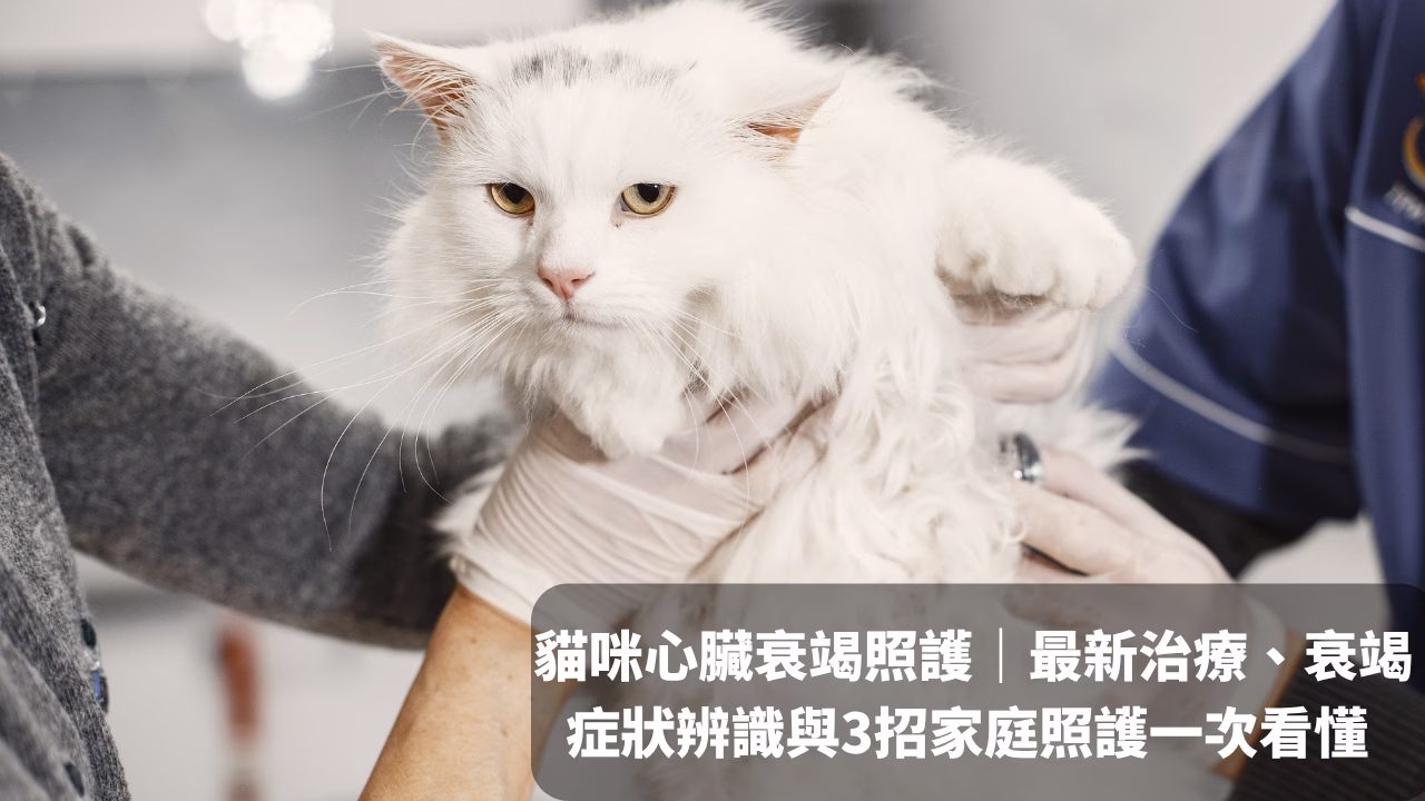 貓咪心臟衰竭照護｜最新治療、衰竭症狀辨識與3招家庭照護一次看懂 封面