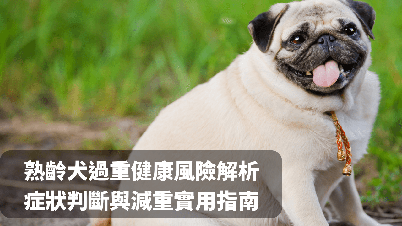 熟齡犬過重標準：症狀判斷與減重實用指南