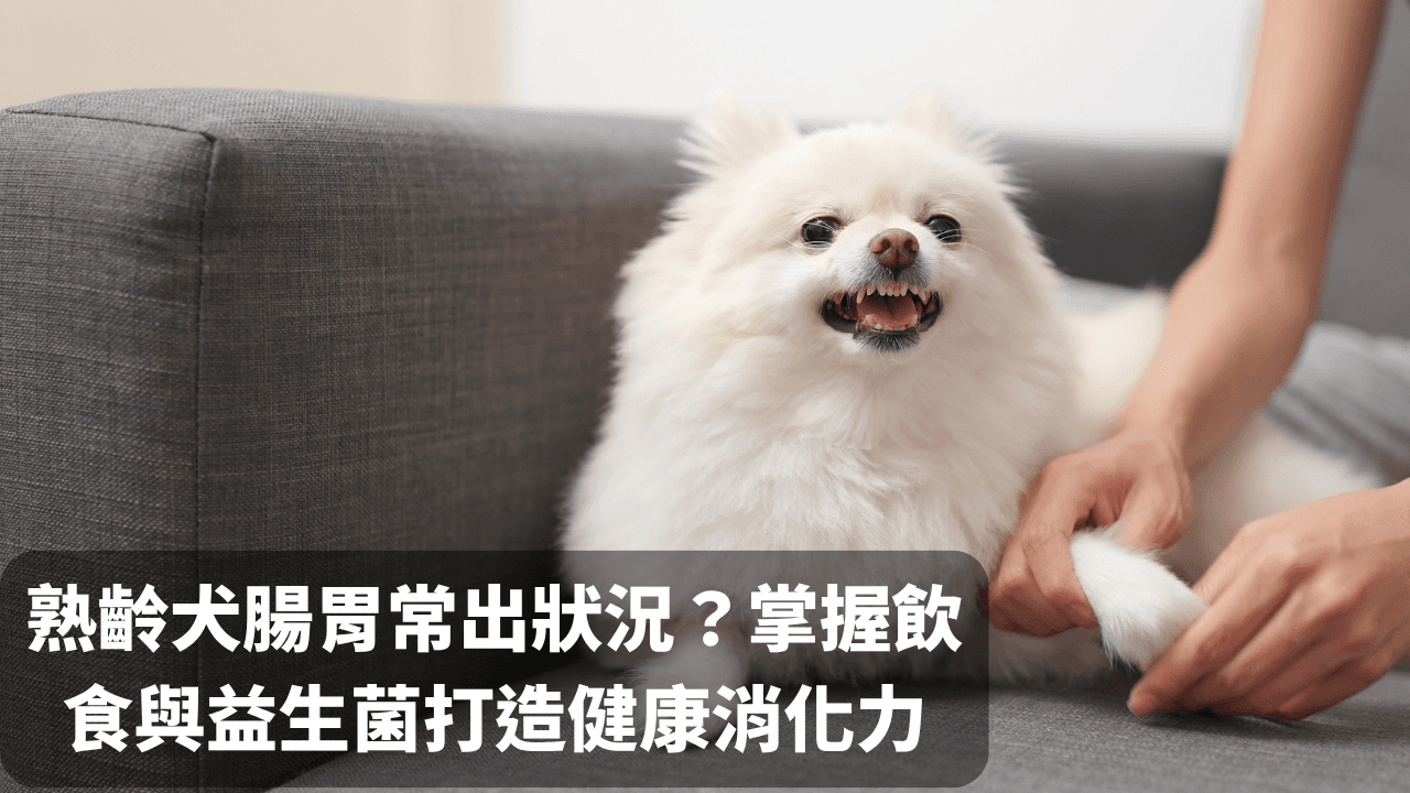 熟齡犬腸胃常出狀況？一次掌握從飲食與益生菌打造健康消化力 - 圖片