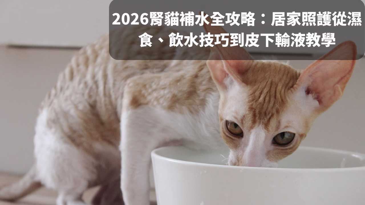 2026腎貓補水全攻略：居家照護從濕食、飲水技巧到皮下輸液教學