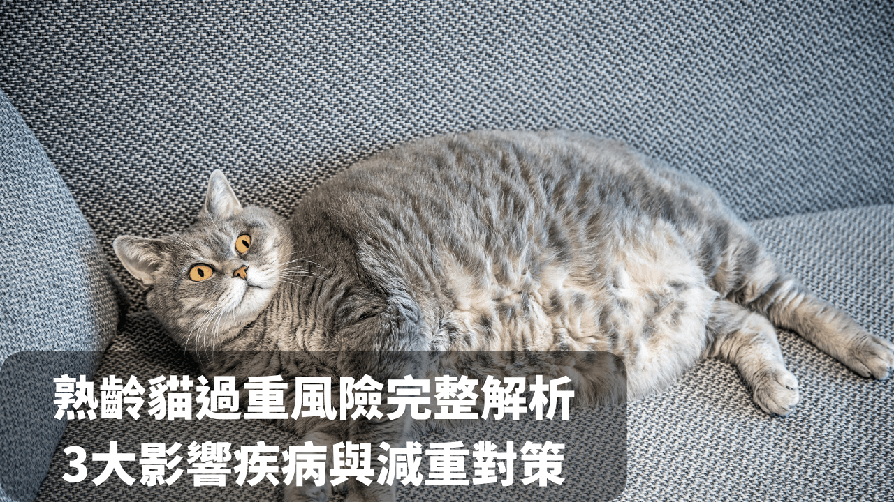 a cat lying on a sofa