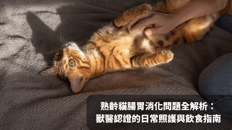 熟齡貓腸胃消化問題全解析：獸醫認證的日常照護與3種飲食指南