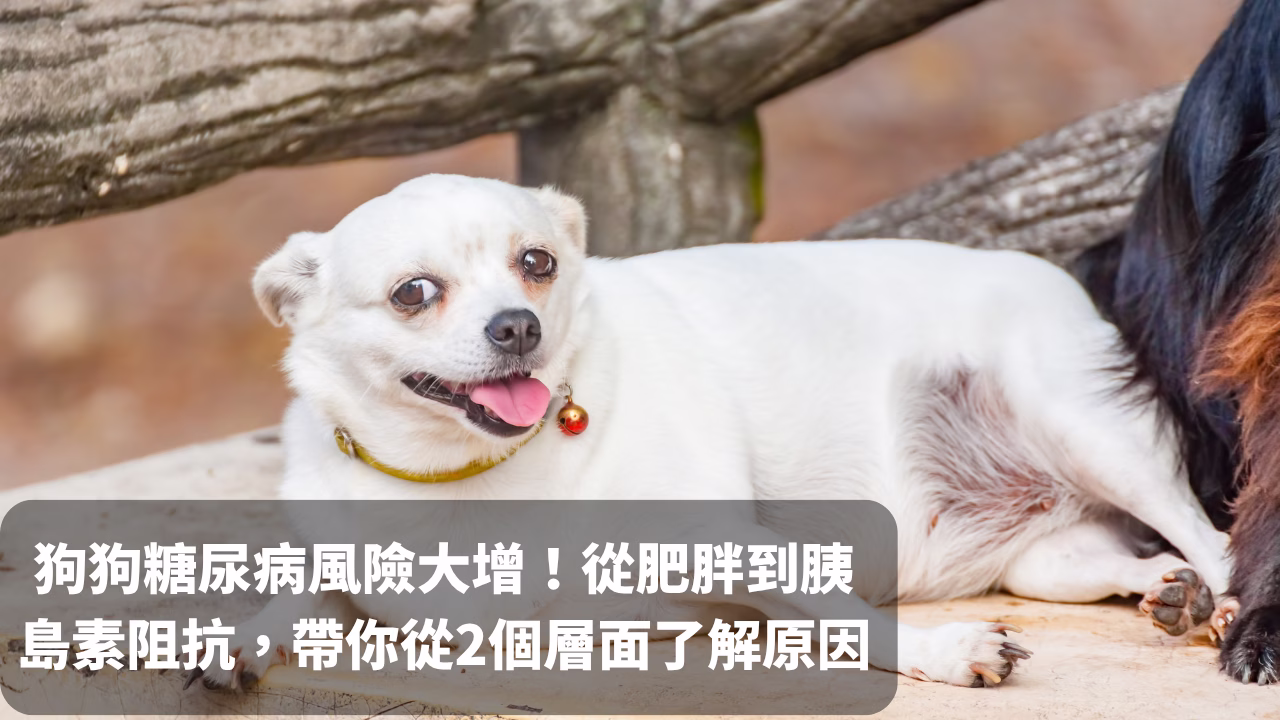 狗狗糖尿病風險大增！從肥胖到胰島素阻抗，帶你從2個層面了解原因 封面