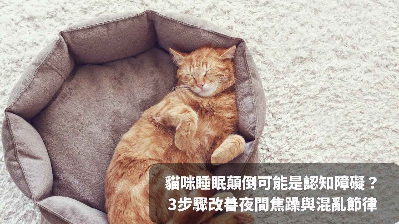 家中貓日夜顛倒可能是認知障礙？3步驟改善夜間焦躁與混亂節律 - 封面圖