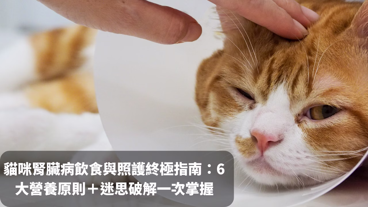 貓咪腎臟病（CKD）飲食與照護終極指南：6大營養原則＋迷思破解一次掌握