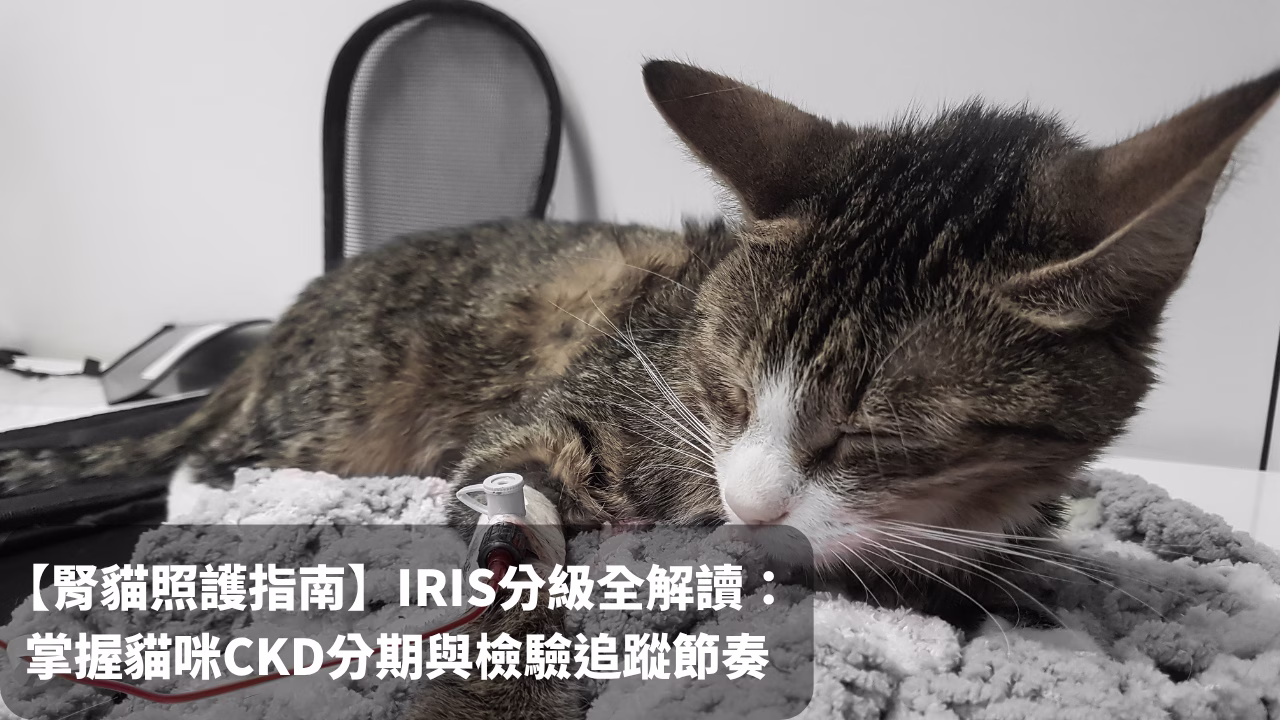 【腎貓照護指南】IRIS分級全解讀：掌握貓咪CKD 1-4期檢驗追蹤節奏