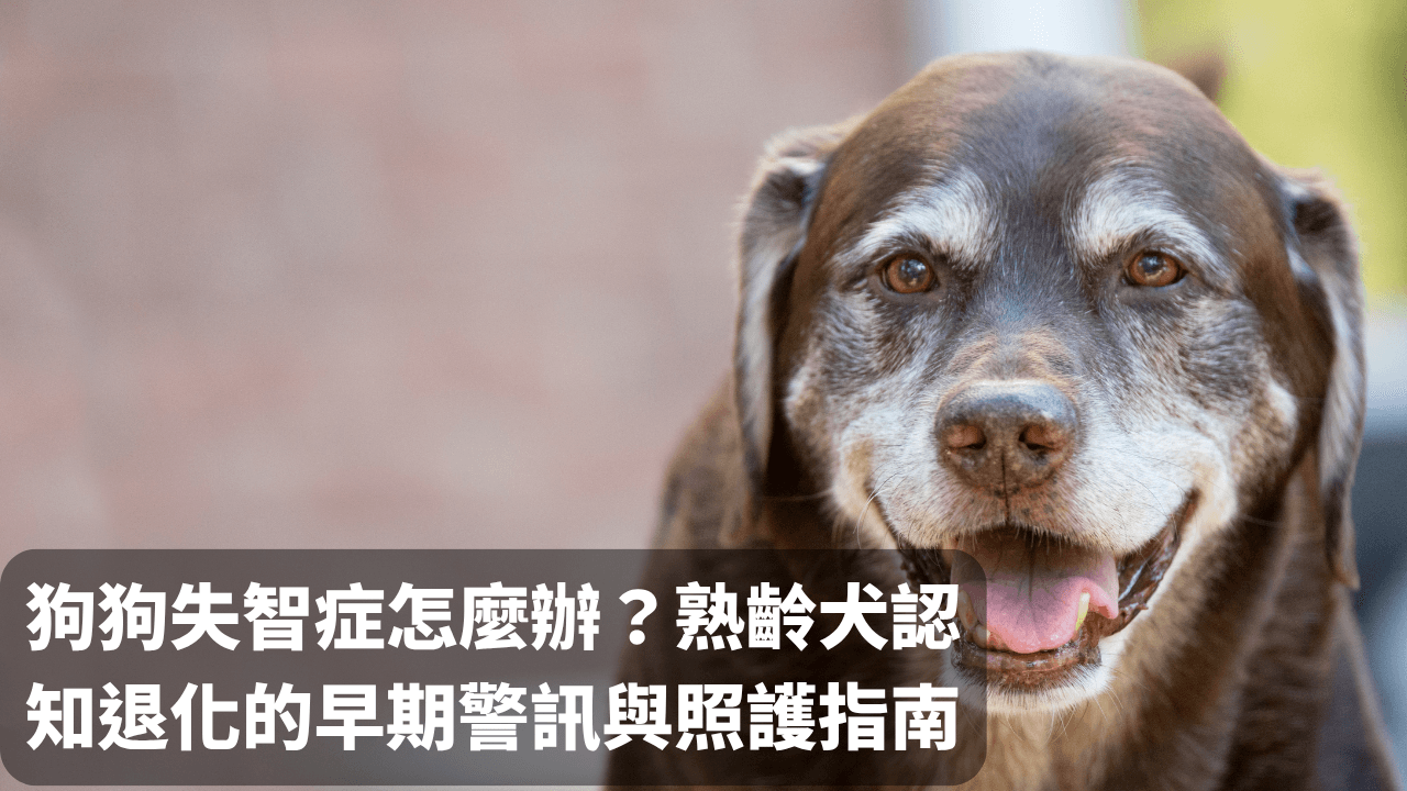 狗狗失智症怎麼辦？熟齡毛孩認知退化的早期警訊與照護指南 - 圖片