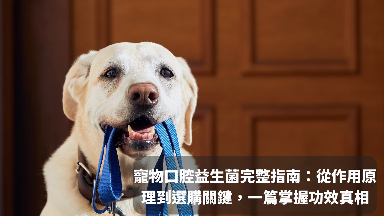 寵物口腔益生菌完整指南：從作用原理到選購5關鍵，一篇掌握功效真相