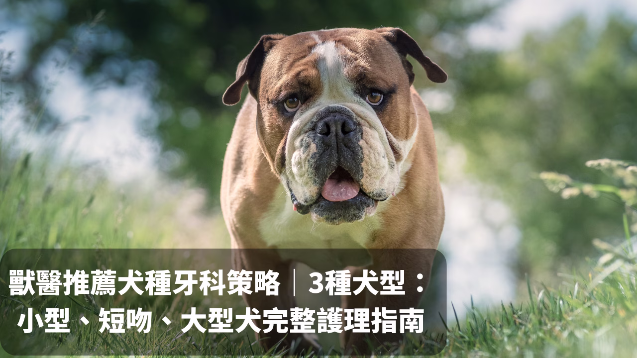 不同大小犬種牙齒照護策略大不同！3種犬型：小型、短吻、大型犬完整護理指南