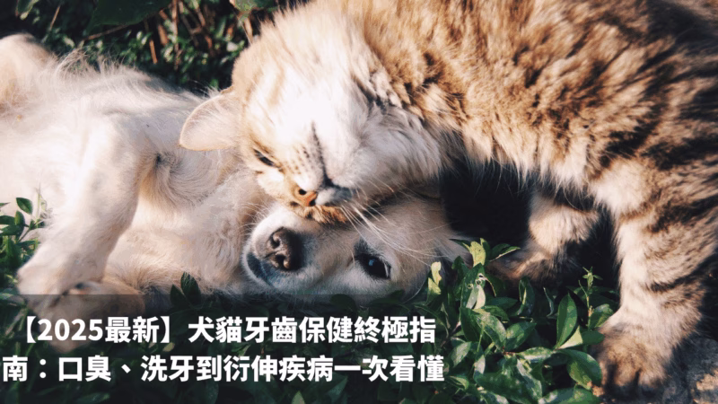 【2025最新】犬貓牙齒沒顧好，小心潛在併發症隨之而來：口臭、洗牙到衍伸疾病一次看懂