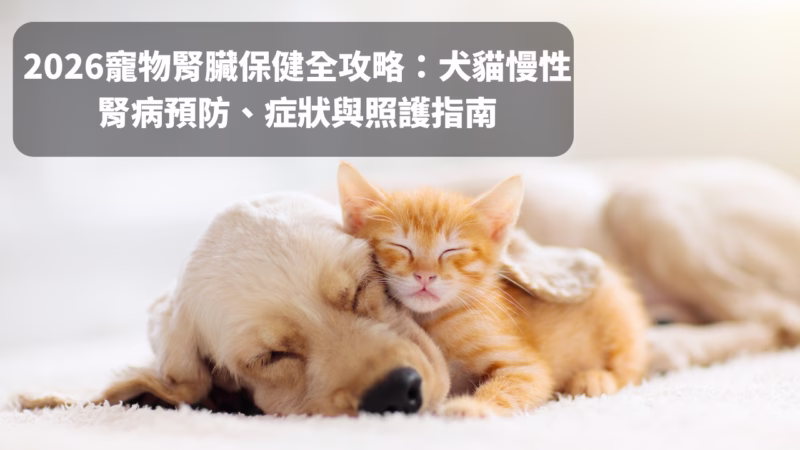 2026寵物腎臟保健全攻略：犬貓慢性腎病預防、症狀與照護指南