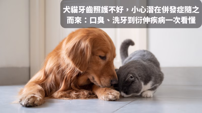 犬貓牙齒照護不好，小心潛在併發症隨之而來：口臭、洗牙到衍伸疾病一次看懂
