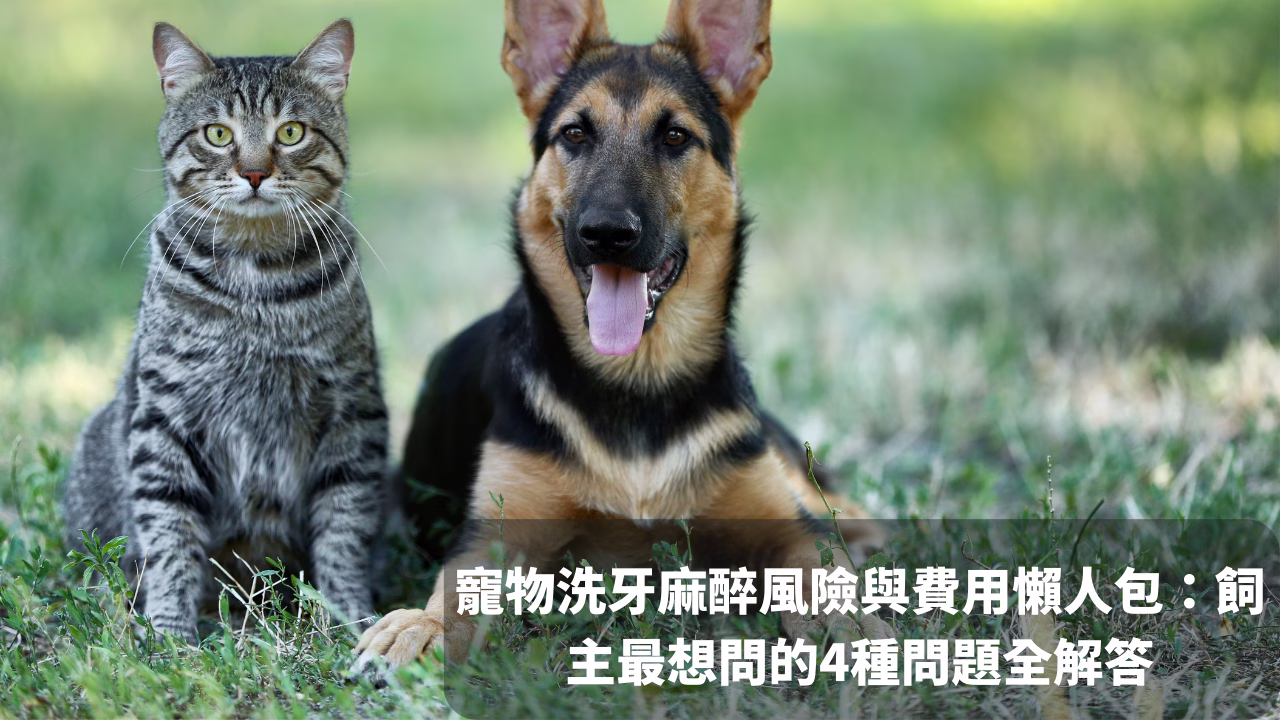 寵物洗牙麻醉風險與費用懶人包：飼主最想問的4種問題全解答 封面