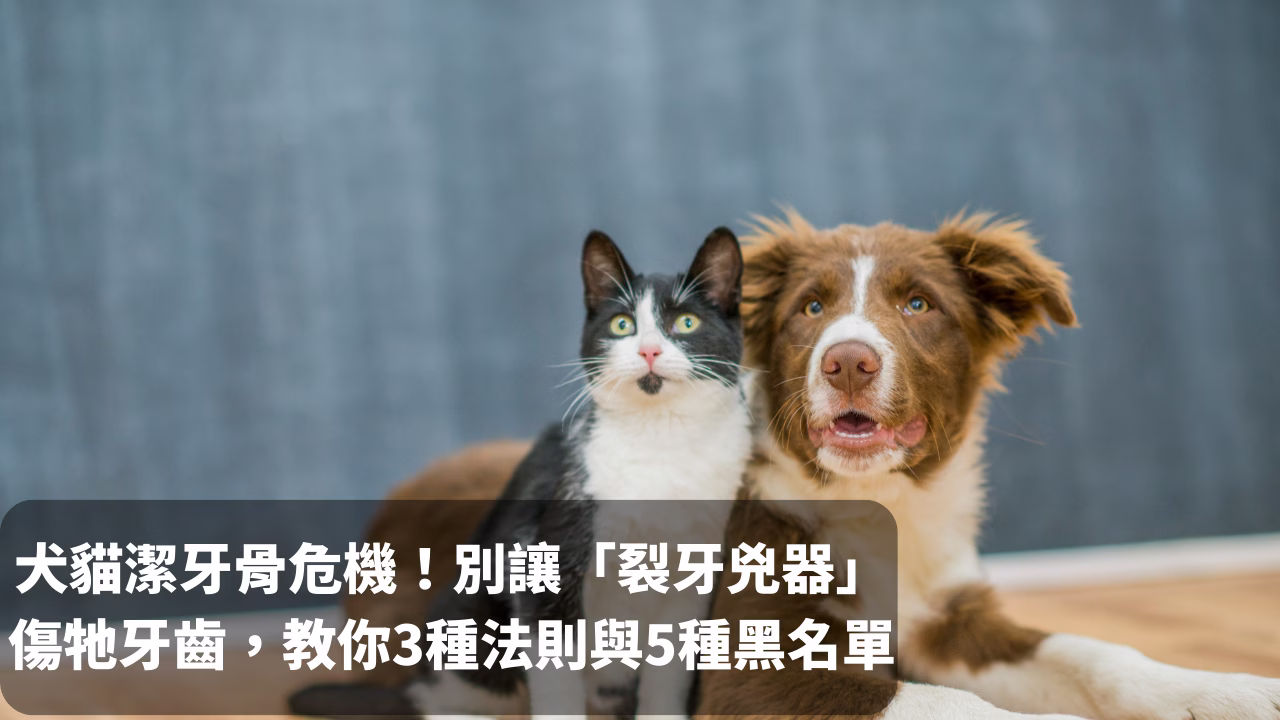 犬貓潔牙骨危機！別讓「裂牙兇器」傷牠牙齒，獸醫教你3種法則與5種黑名單 封面
