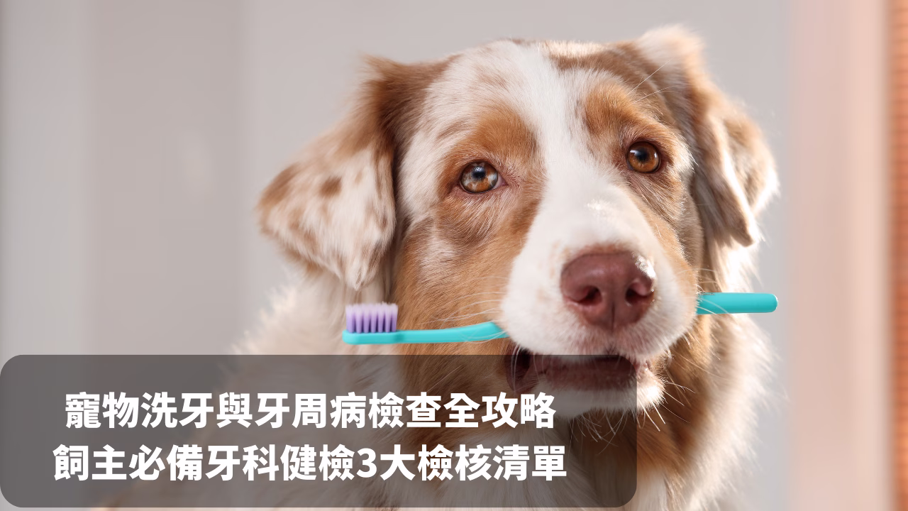 寵物牙齒健檢全攻略｜飼主必備牙科健檢3大檢核清單 - 圖片