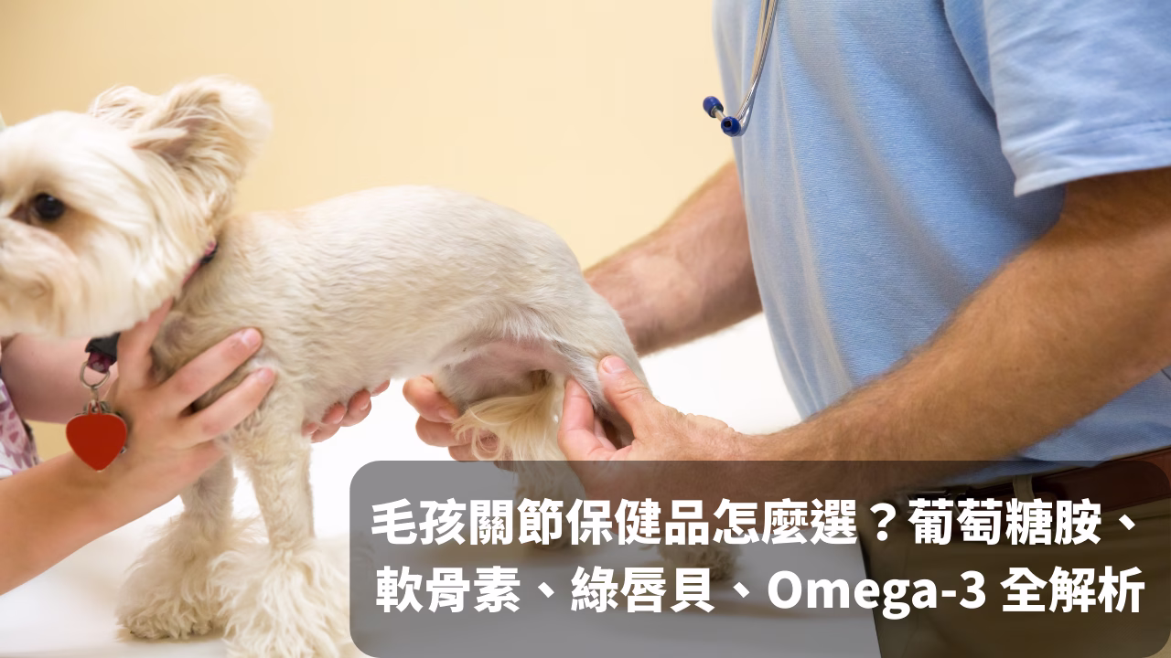 毛孩關節保健品怎麼選？葡萄糖胺、軟骨素、綠唇貝、Omega-3 全解析 - 圖片