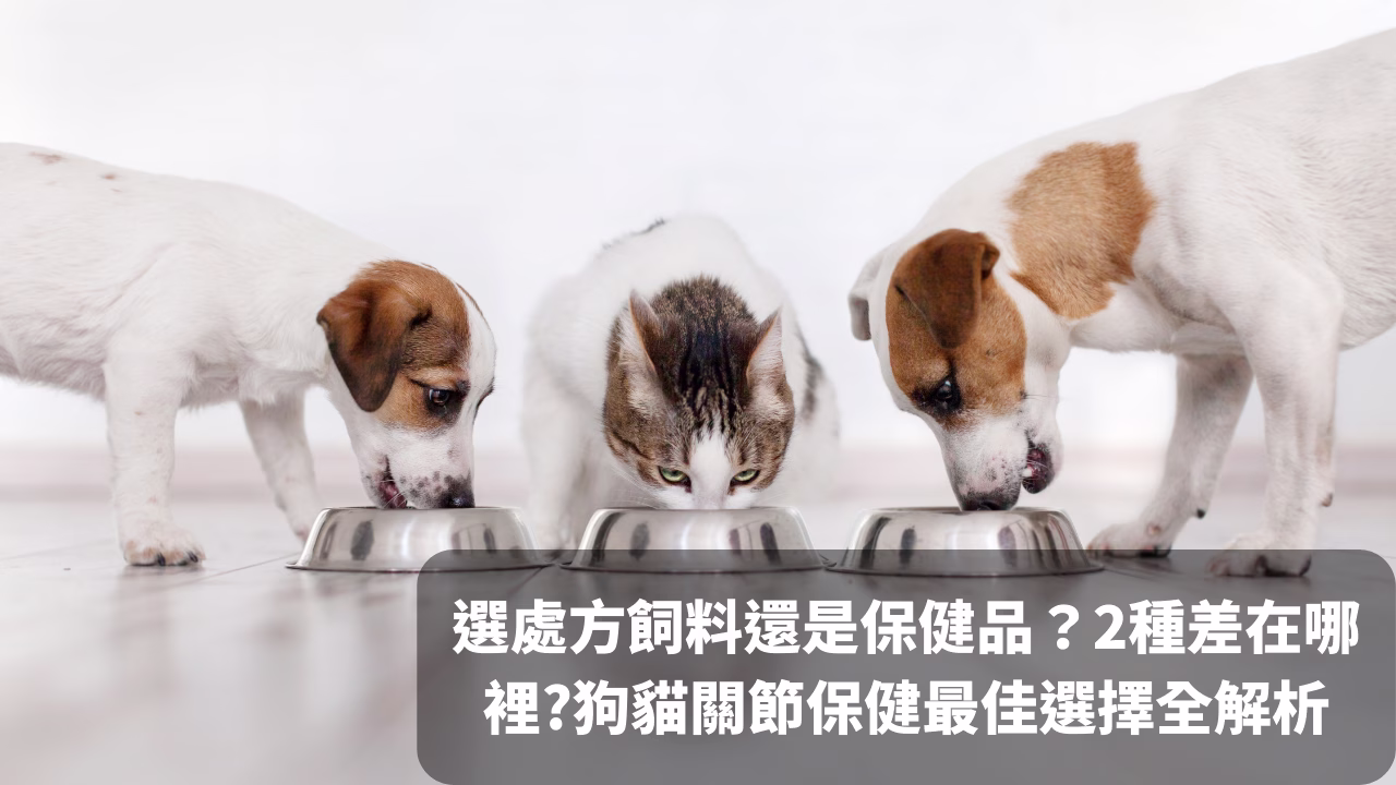 貓狗關節保健全解析：為毛孩選擇關節處方飼料還是保健品？2者差別在哪裡? - 圖片