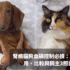 腎病貓狗血磷控制必讀：磷結合劑作用、比較與飼主3照護步驟 - 封面圖