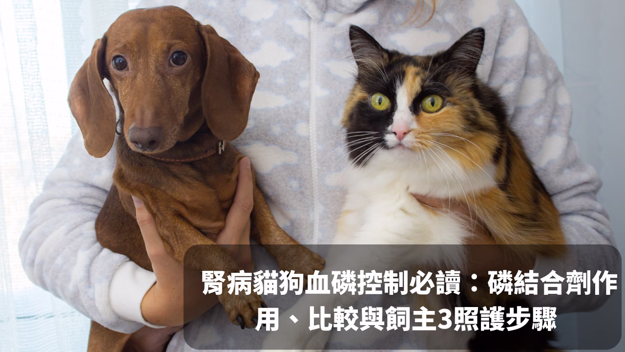腎病貓狗血磷控制必讀：磷結合劑作用、比較與飼主3照護步驟 - 封面圖