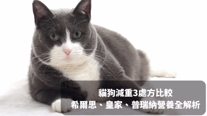 貓狗減重3處方比較 希爾思、皇家、普瑞納營養全解析