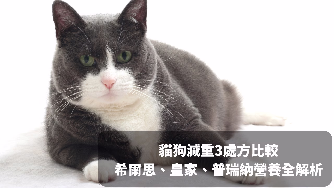 貓狗減重3處方比較 希爾思、皇家、普瑞納營養全解析