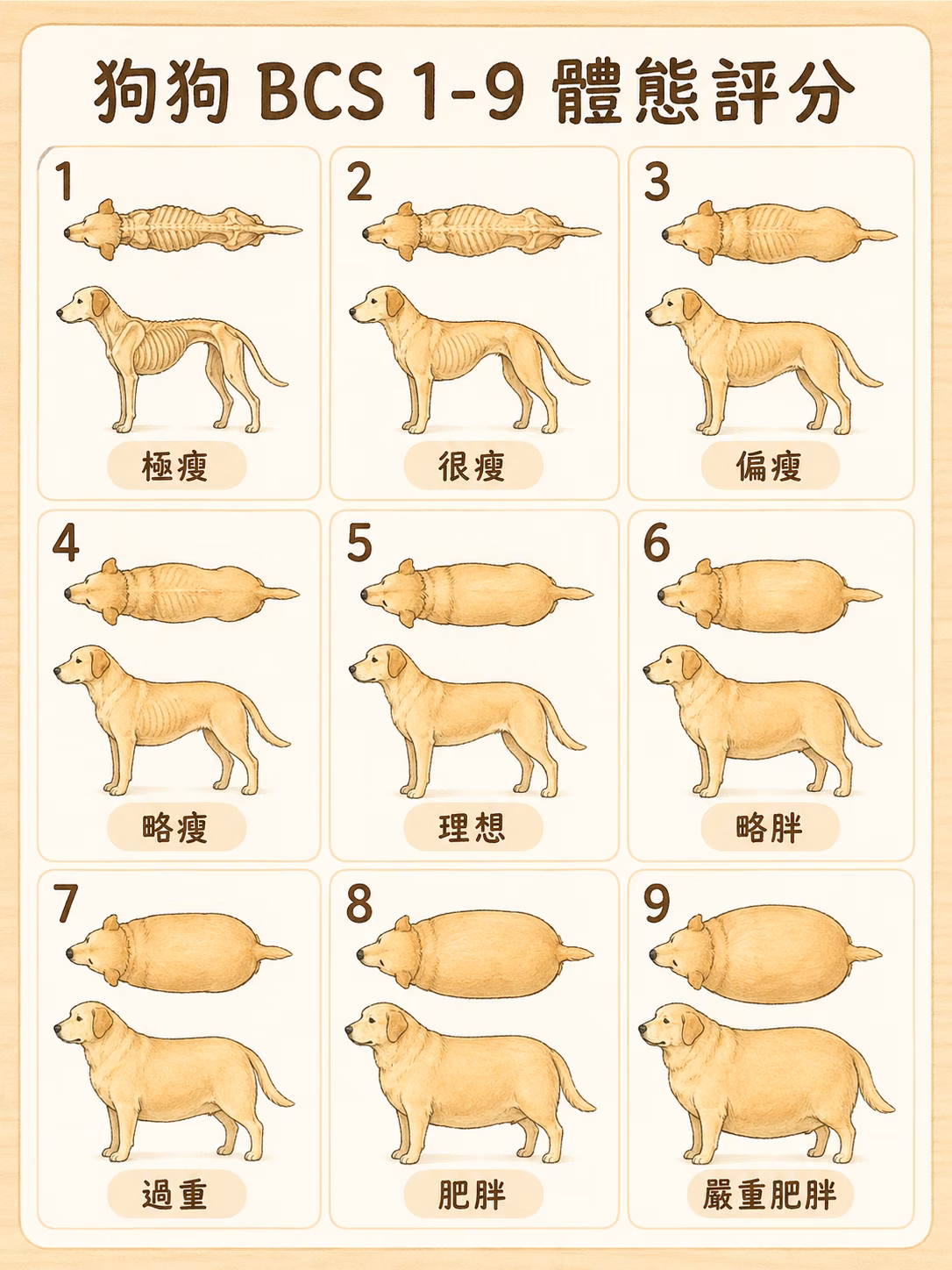 狗狗 BCS 1-9 體態評分圖