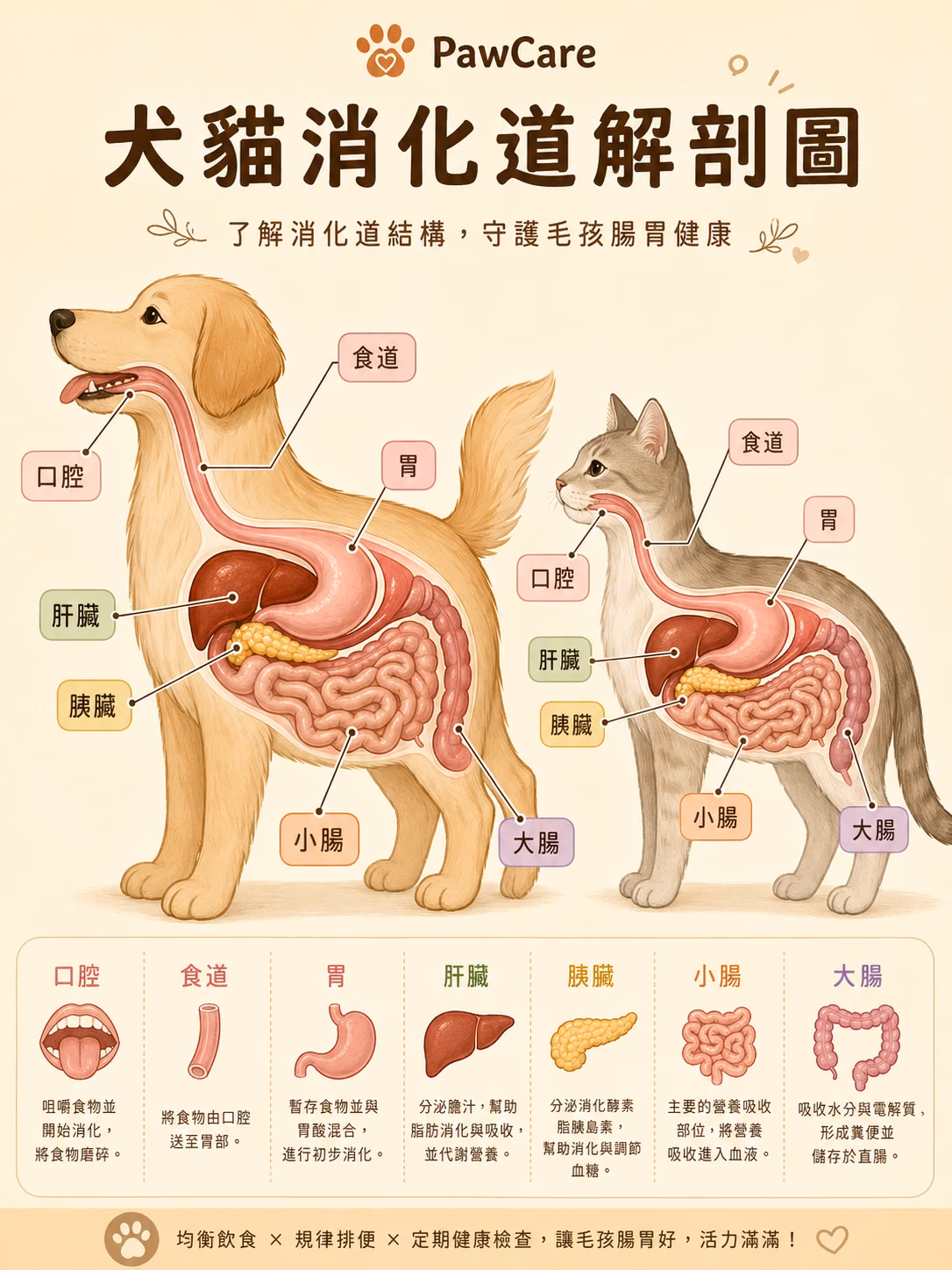 犬貓消化道解剖圖