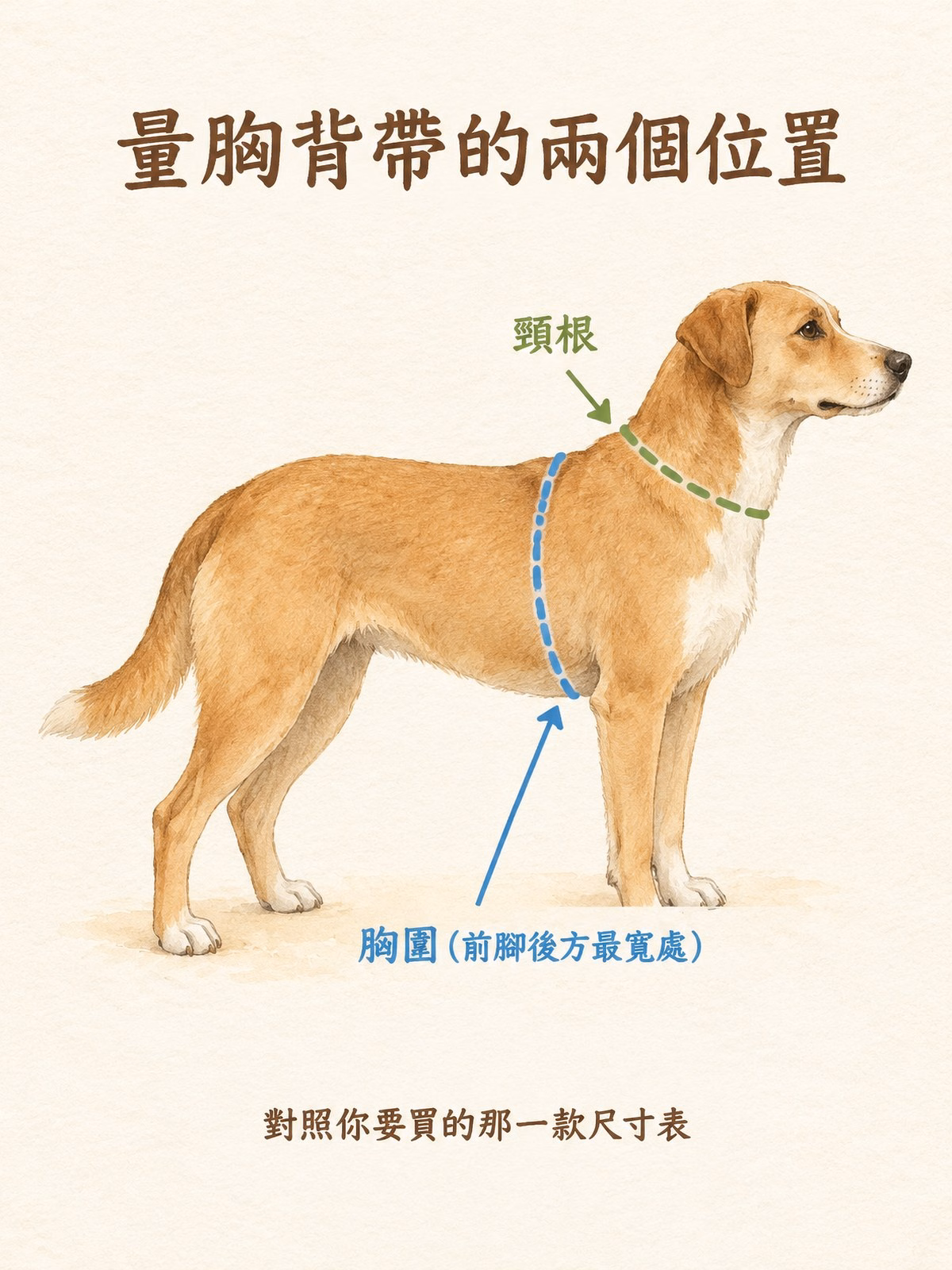 狗狗側面插畫，標出量胸背帶時的兩個位置：脖子與肩膀交接的頸根，以及前腳後方胸部最寬處