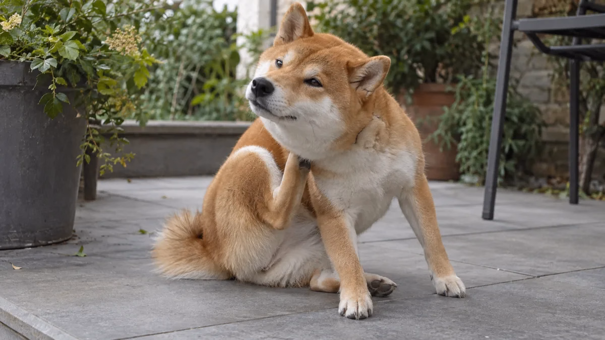 柴犬坐在戶外露臺，用後腳輕抓頸側。