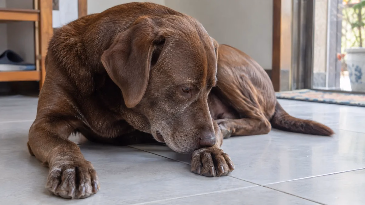 棕色熟齡犬趴在磁磚地上低頭嗅聞前腳，垂耳與口鼻清楚可見。